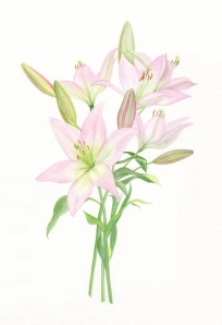 Lilies in pink