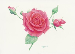 Rose in pencil
