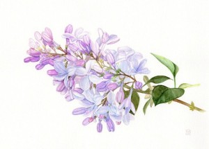 Lilac 4