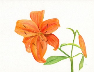 Orange lily 2